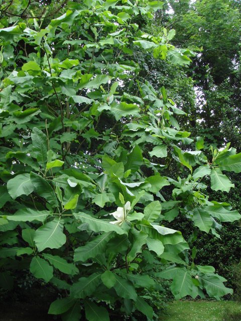 Magnolia macrophylla